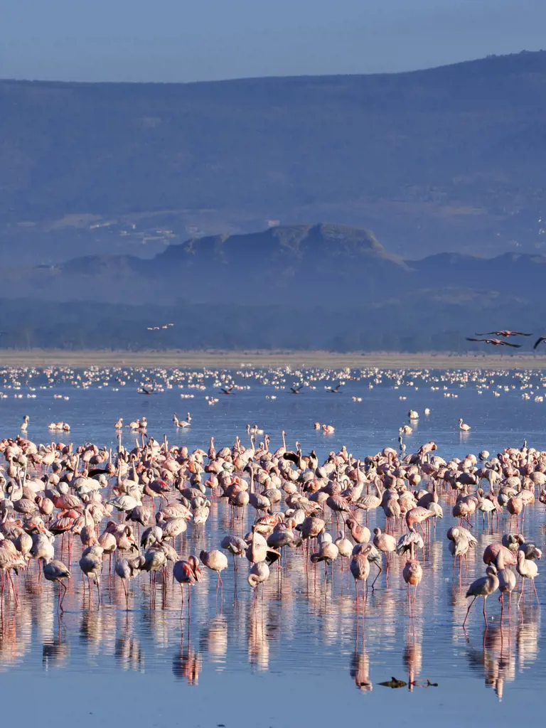 Safari-Tour durch Kenia und Tansania